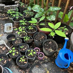 Papayas Plants 