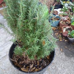 Rosemary Natural Plant