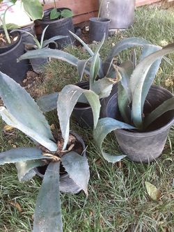 Agave 3 dolares cada uno