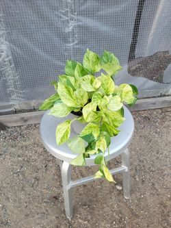 Marble Queen Pothos 6" Nursery Pot