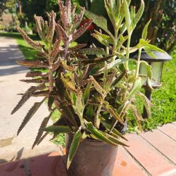 Kalanchoe Mother Of Thousand Medesinal