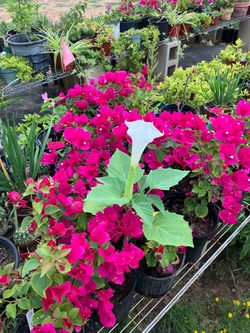 Sale plants antiques junk tools lots of stuff 16411 old Corpus Christi rd Elmendorf Texas 78112 open in May Thurs Fri Sat 9-5