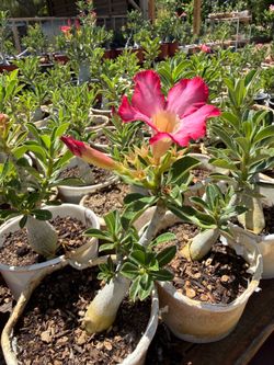 Desert Roses
