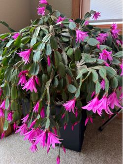 2.5ft wide cascading Easter cactus