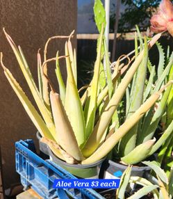 Aloe, Starry Night, Candelabra and Other Varieties