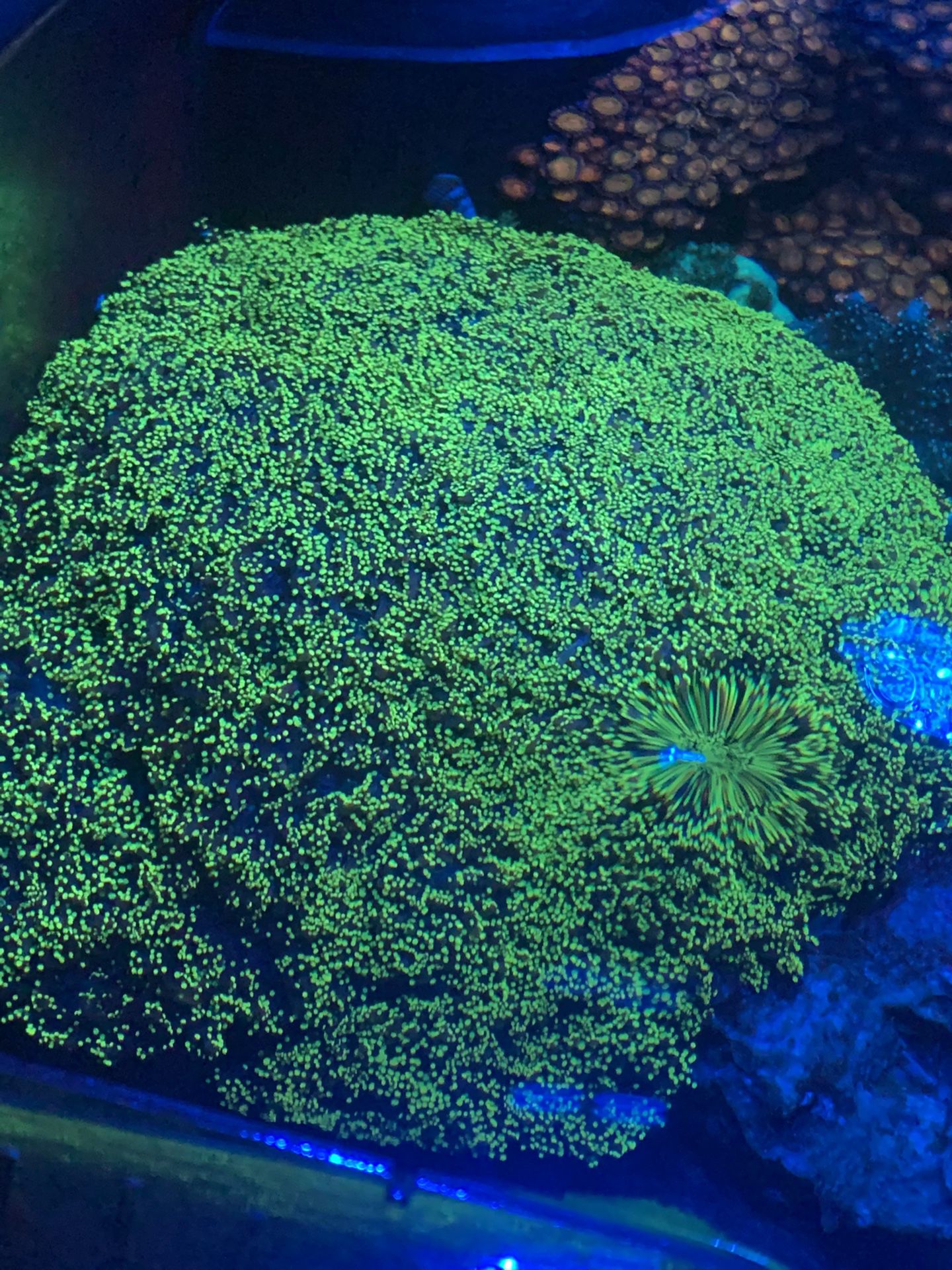 Neon octospawn coral