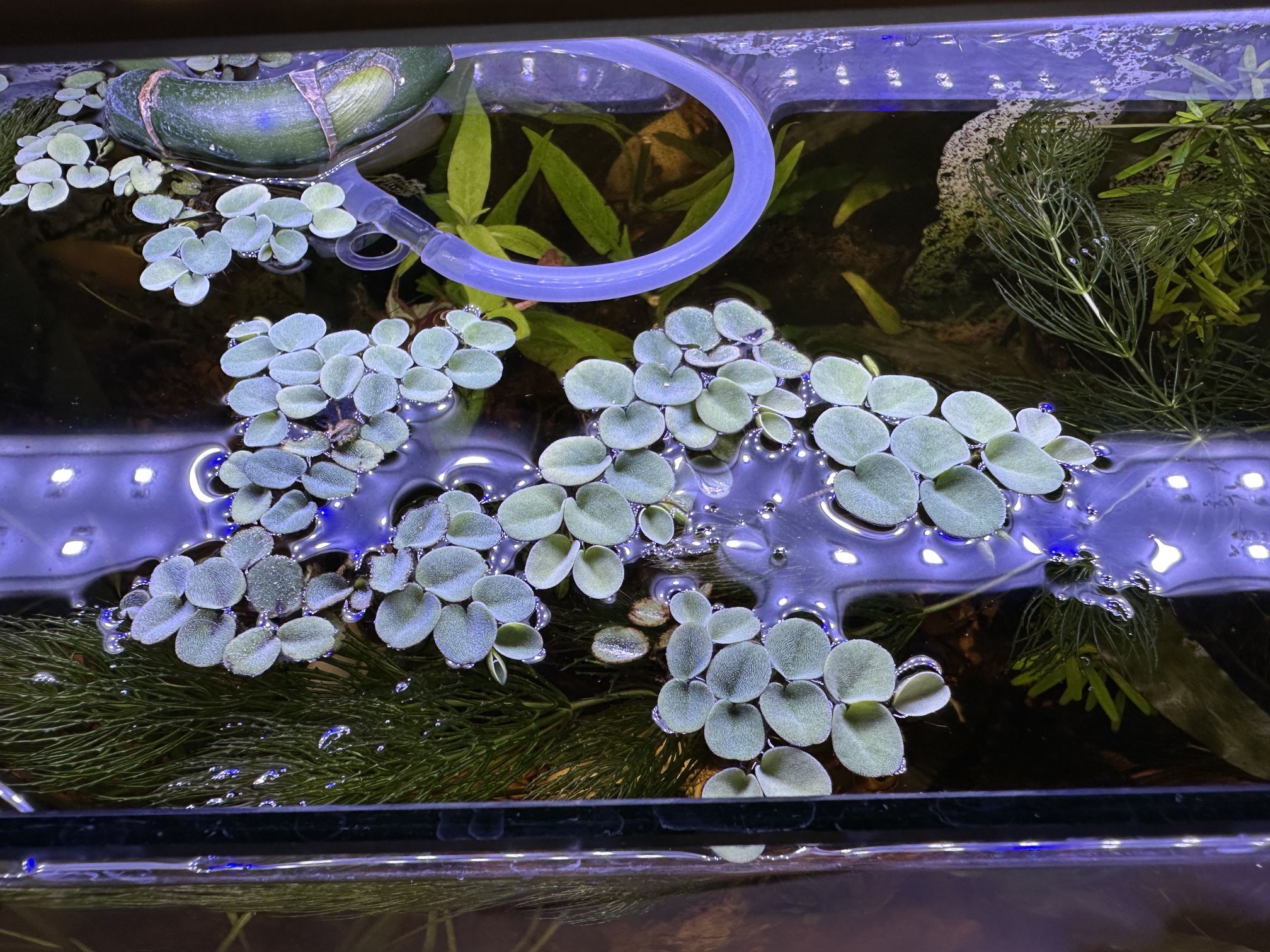 Salvinia & hornwort