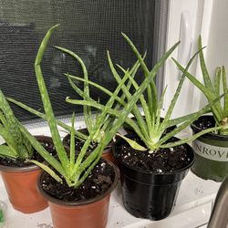Aloe Vera Plant 3” & 4” Pot