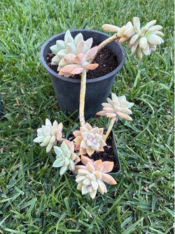 Succulent (ghost plant)