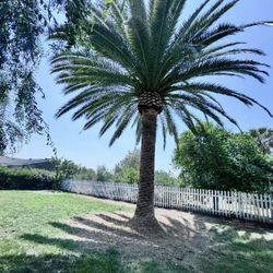 Palms And Trees Trimming 