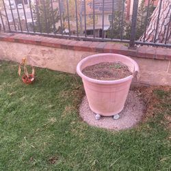Pot