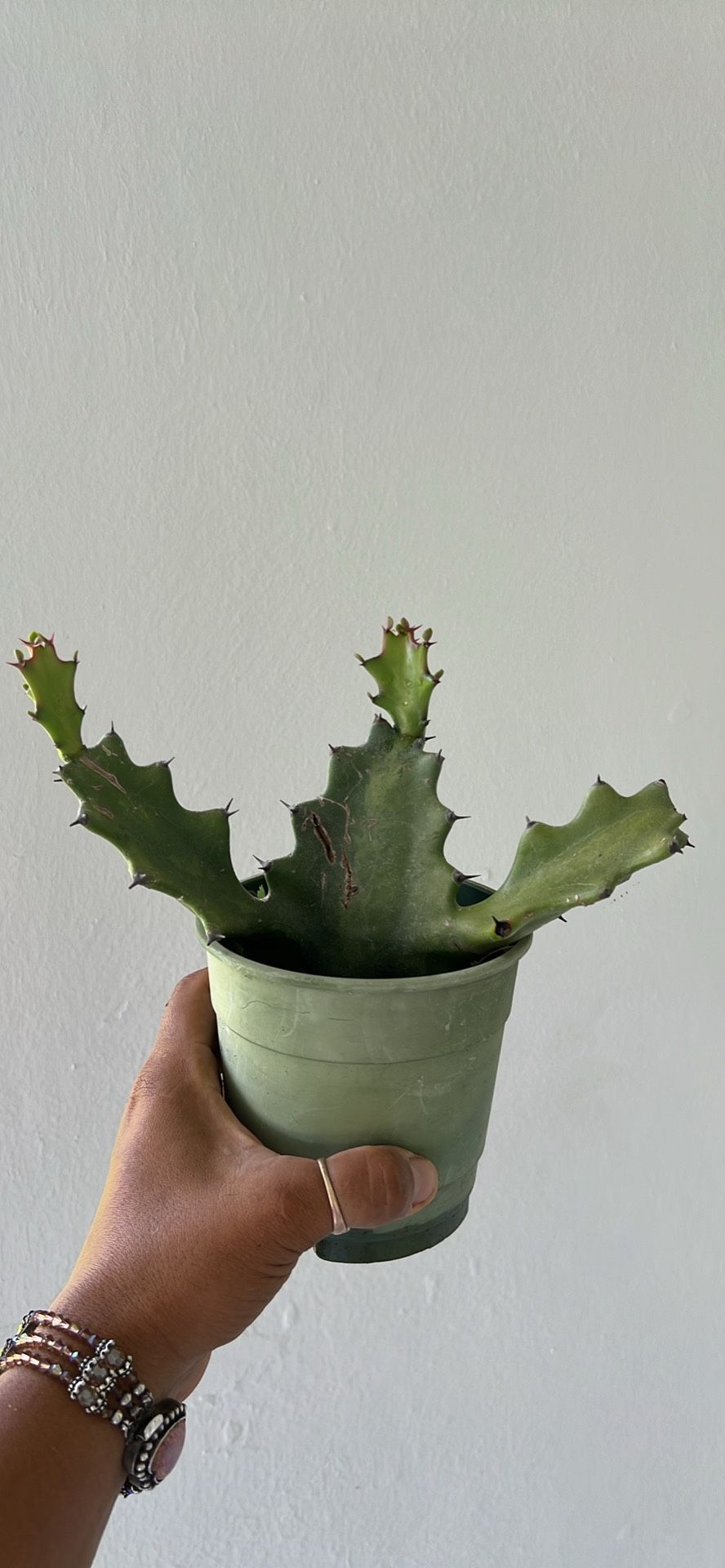 Cactus Euphorbia Lactea Candelabra