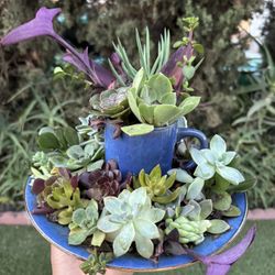 Pretty Arrangements 