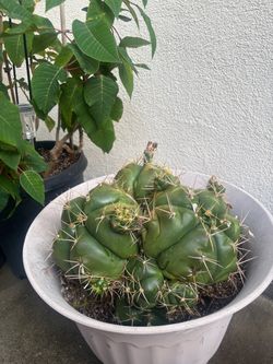 White Flower Cactus
