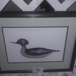 Beautiful Duck Pictures