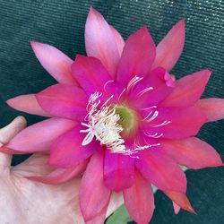 Epiphyllum Blooming Plant, In 1 Gallón Pot Pick Up Only