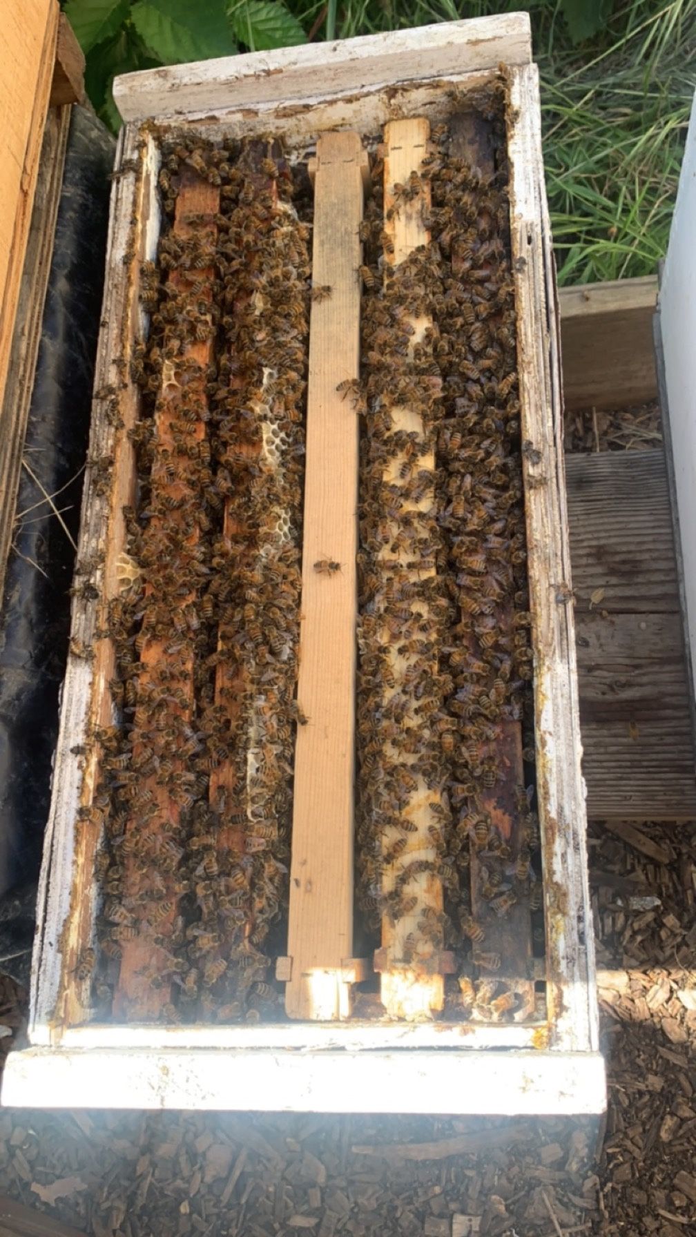 Bee Nucs For Sale