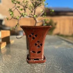 Bonsai Plant Pot