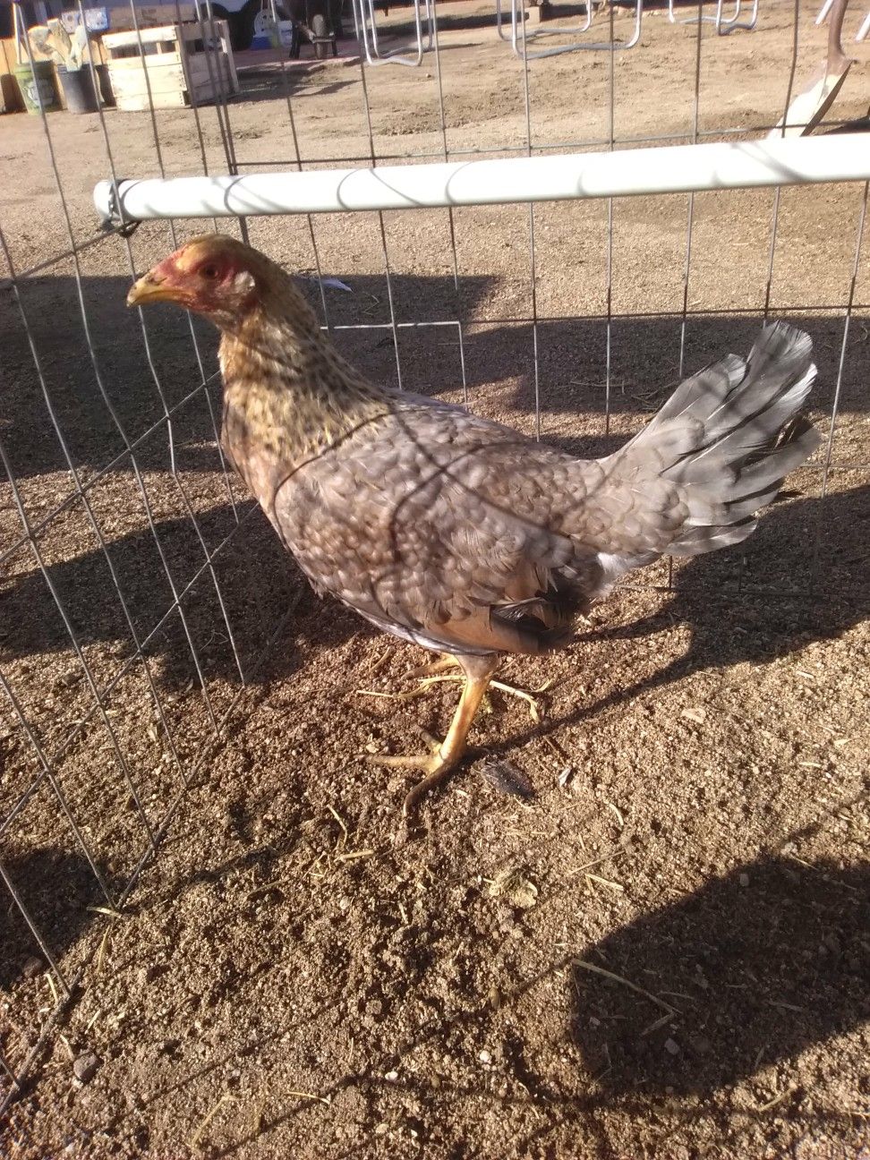 Roosters game fowl