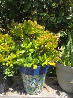 Jade Plant