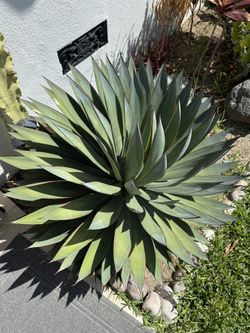 Agave Blue Glow