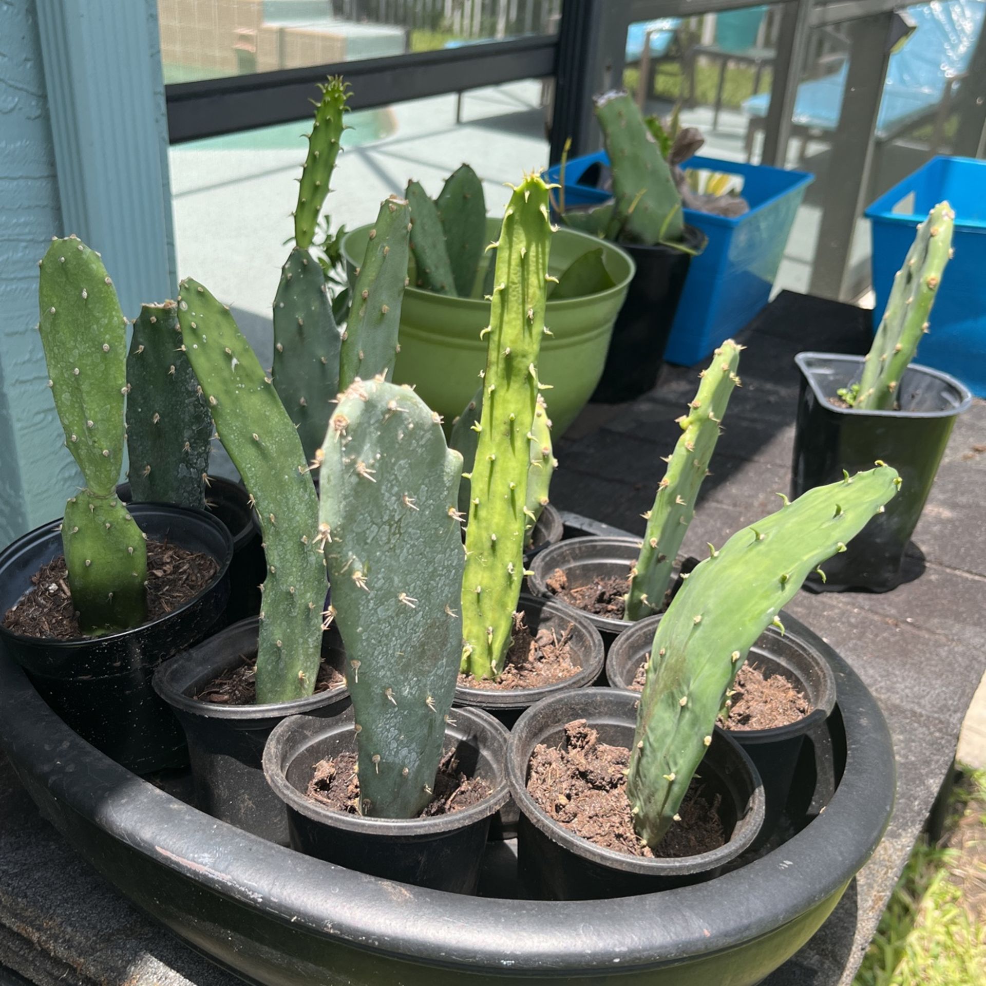 Prickly Pear Cactus Succulent 