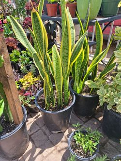 Plantas