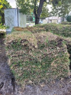 St Augustine Floratam Sod