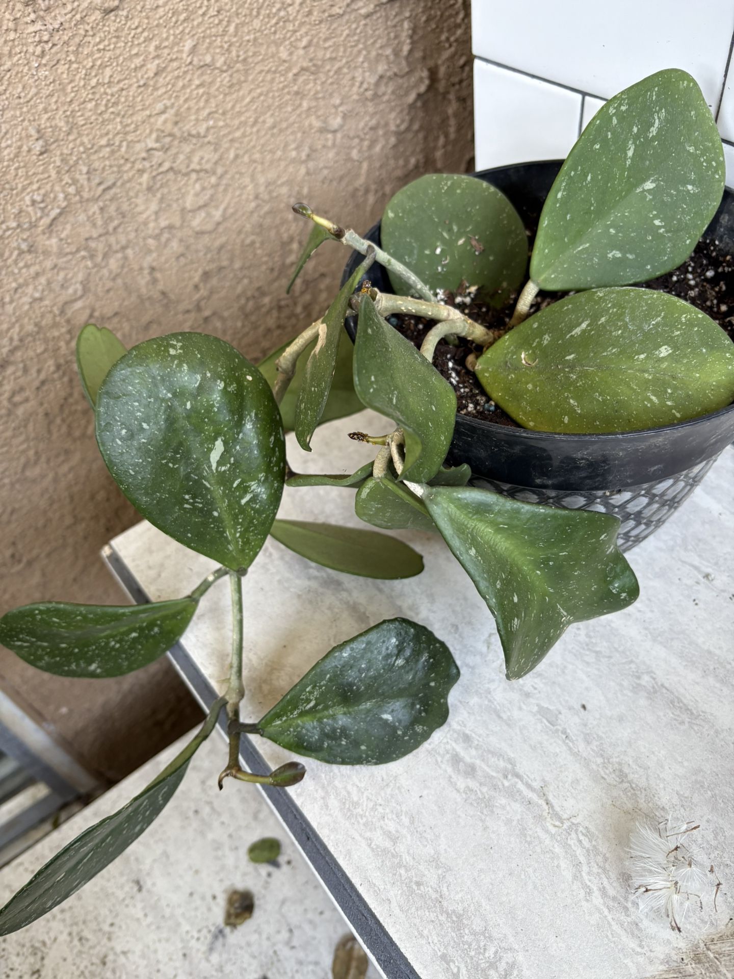Hoya Obovata Splash