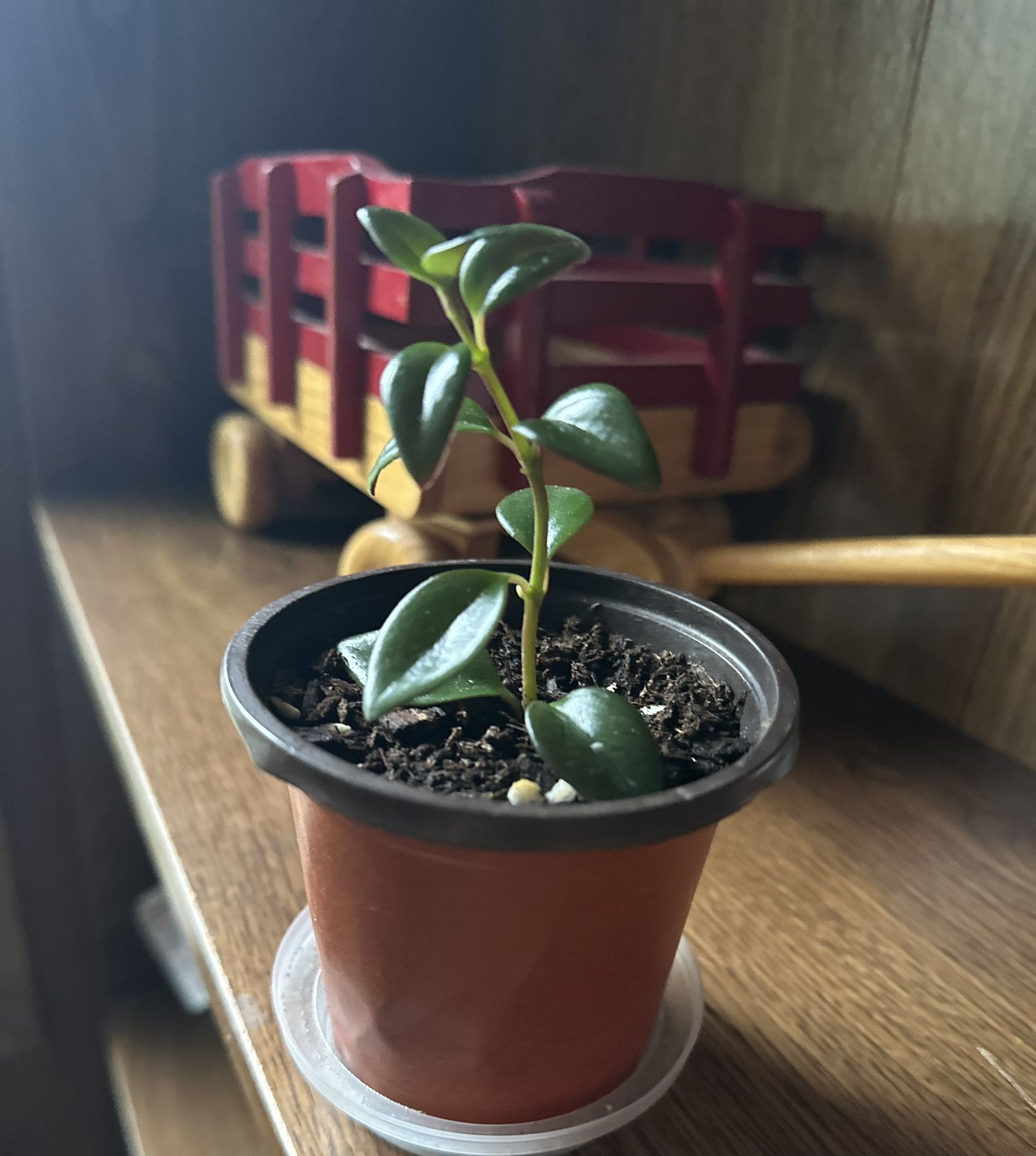 Goldfish plant starter