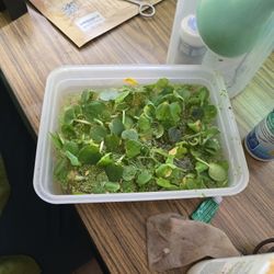 Floating Aquarium Plants