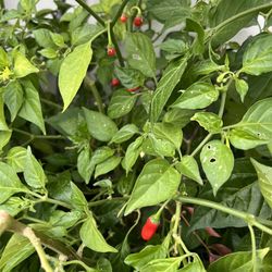 Aji Limo Peruvian Seeds 