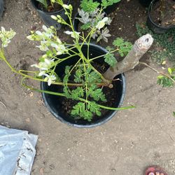 Moringa Tree