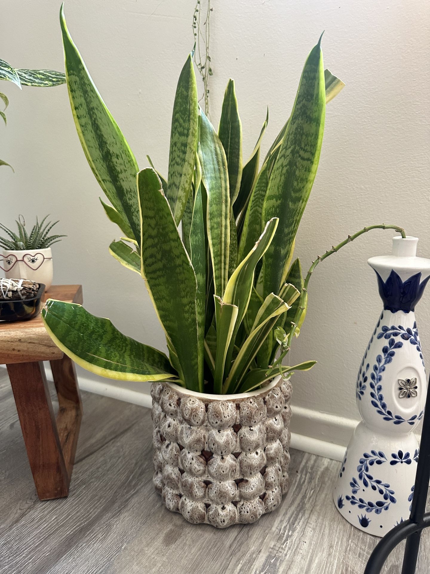 Snake Plant
