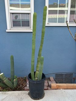 San Pedro Cactus