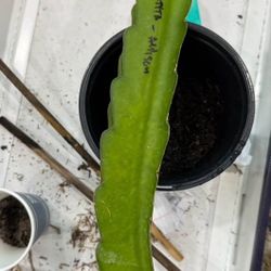 Dragon fruit plant - Magenta Flesh