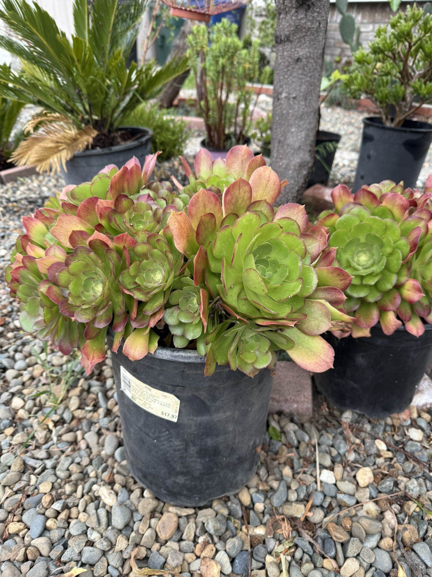 Beautiful Succulents