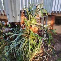 Stag Horn Fern Air Plants