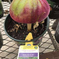 Celeste Brown Fig Fully Grown Plant In 3 Gallon Pot