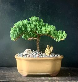 Bonsai Juniper