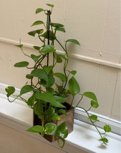 Pothos Plant