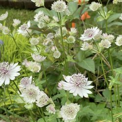Astrantia