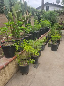 Plantas de 5galones Chiltepin, Carolina reeper, thai,piquin