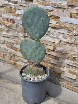 Cactus Plant