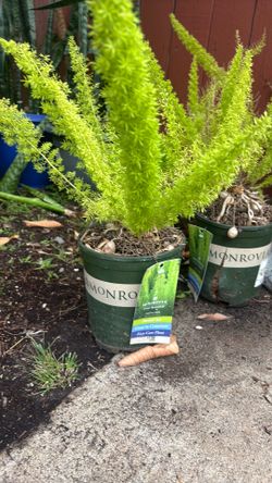 Fox tail  plant