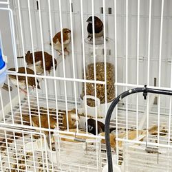 Finches Cage And Accessories  Available 