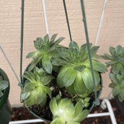Succulents In 6 inches Hanger Pot