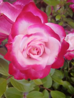 Candy cane cocktail rose bush