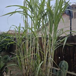 Organic Sugarcane