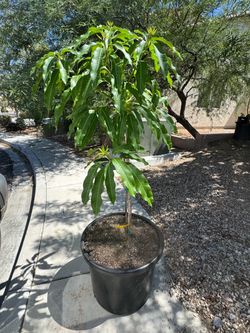 Grafted Nam Doc Mai Mango Tree
